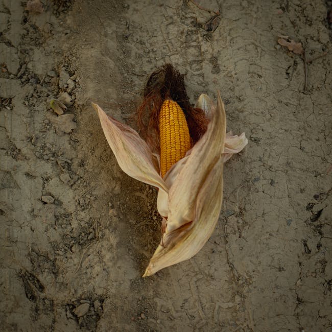 Maiz Frito Mostasa y Miel