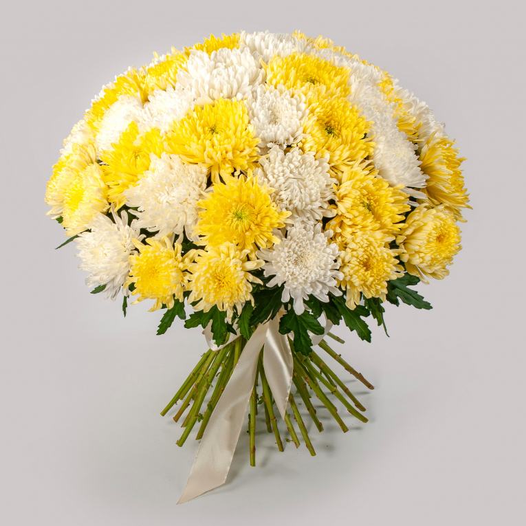 Bouquet of 51 yellow-white chrysanthemums Single