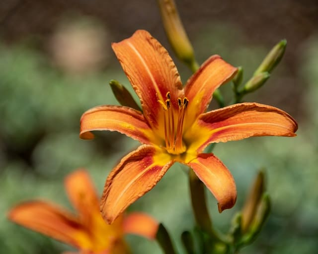 Tiger Lilies Exploring the Meaning and Fascinating History of These