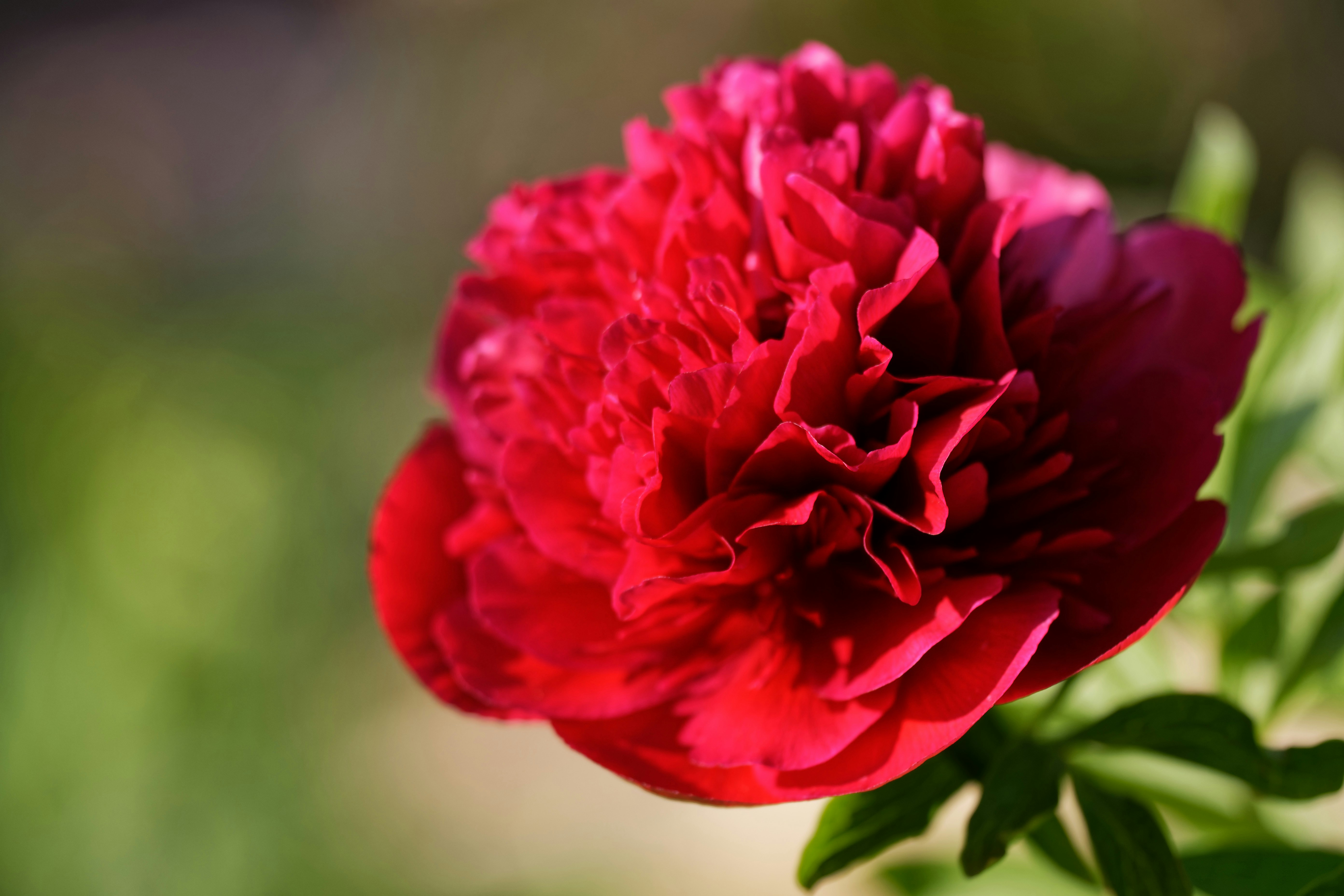 Ohio's State Flower Scarlet Carnation
