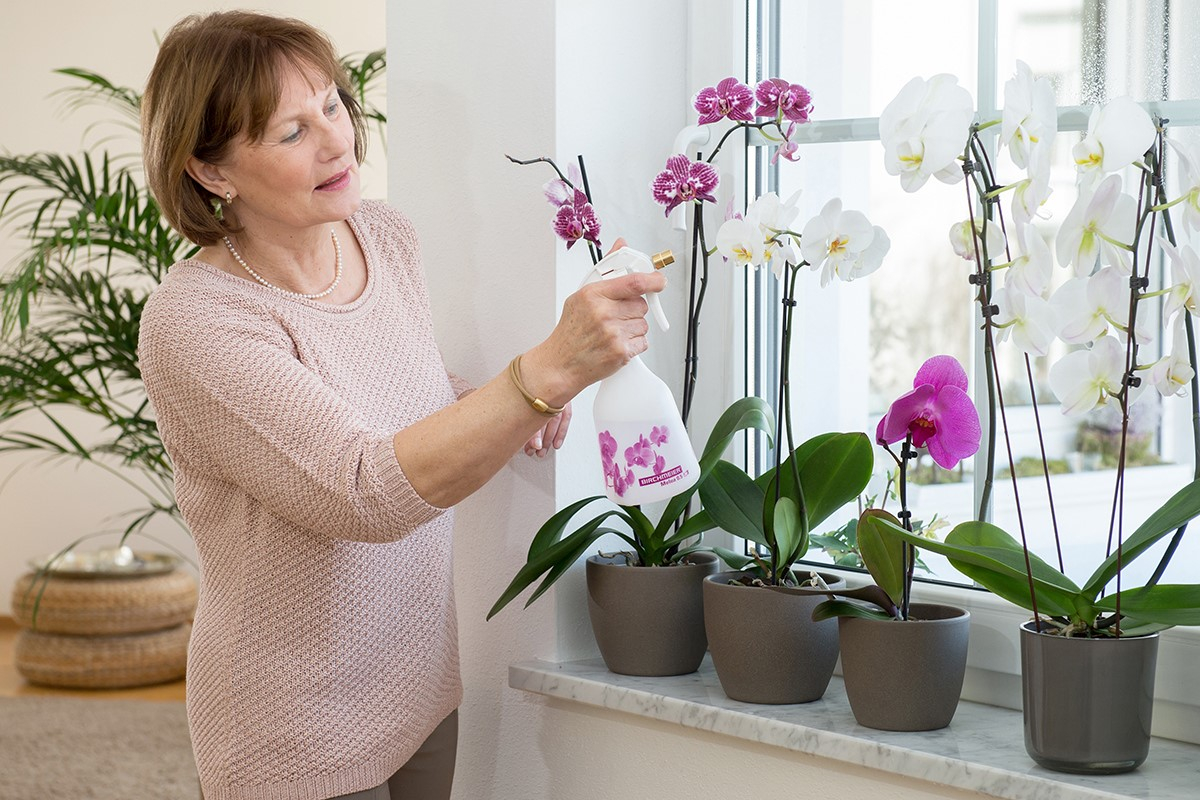 Как часто поливать орхидею?