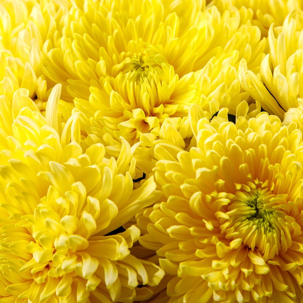 yellow chrysanthemum