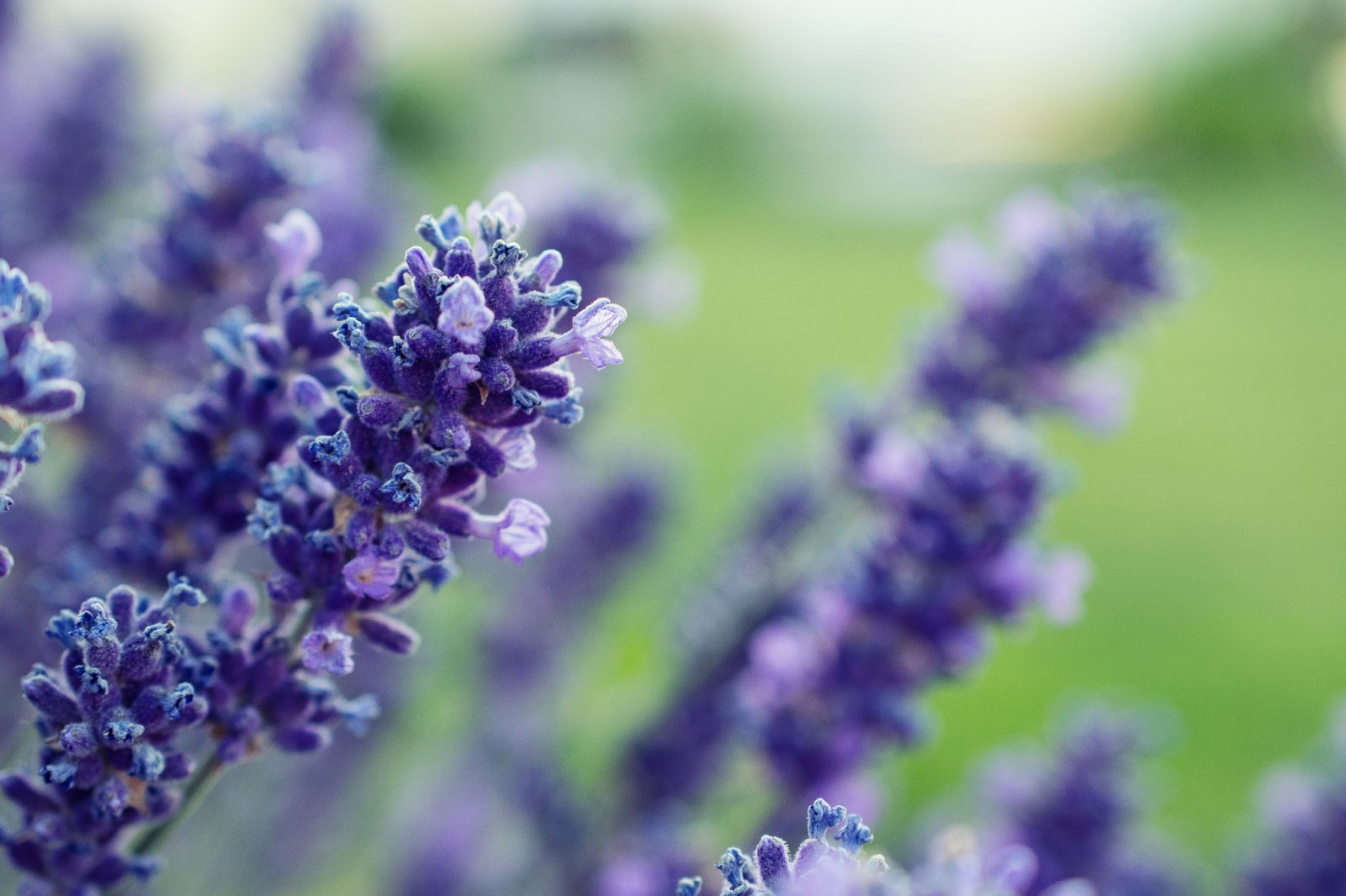 Lavender Meaning & Symbolism