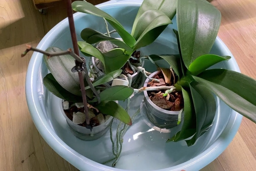 Как поливать за орхидеей