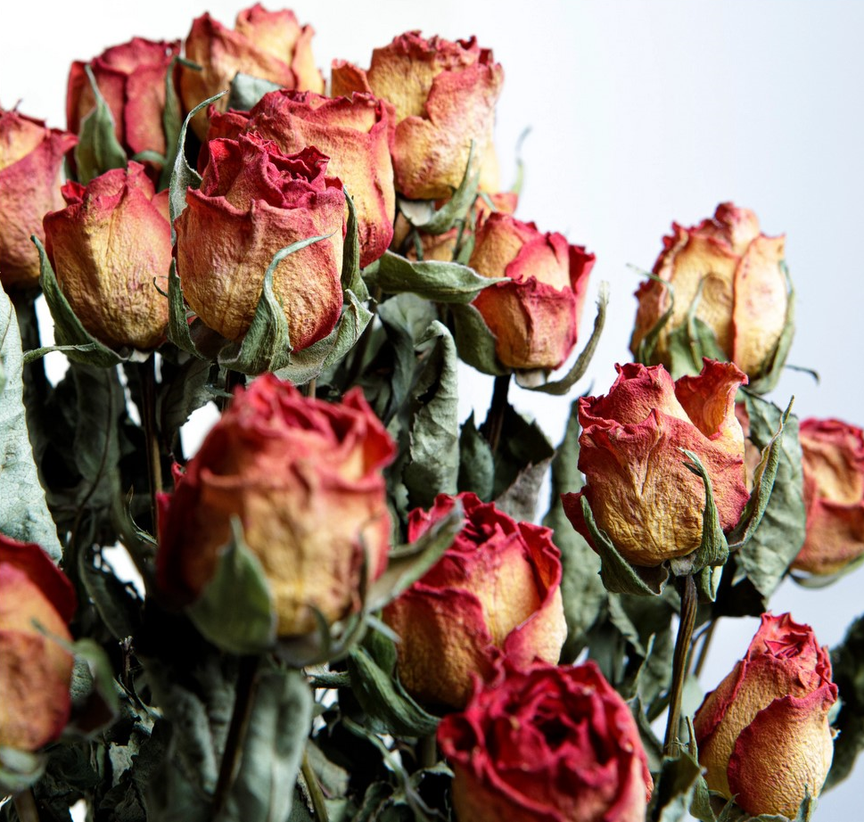 How to dry roses