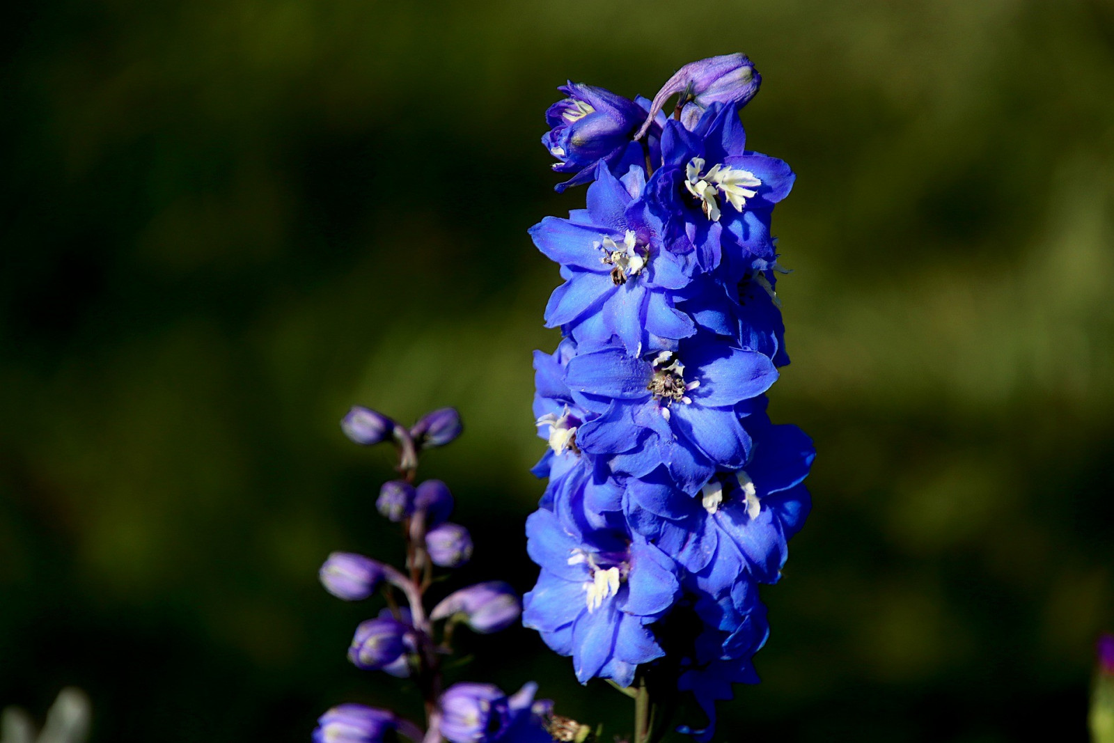 July cheap birthday flower
