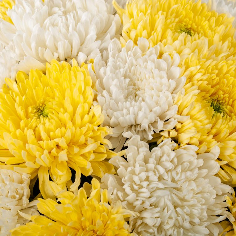 Bouquet of 51 yellow-white chrysanthemums Single - order and send for 218 $  with same day delivery - MyGlobalFlowers