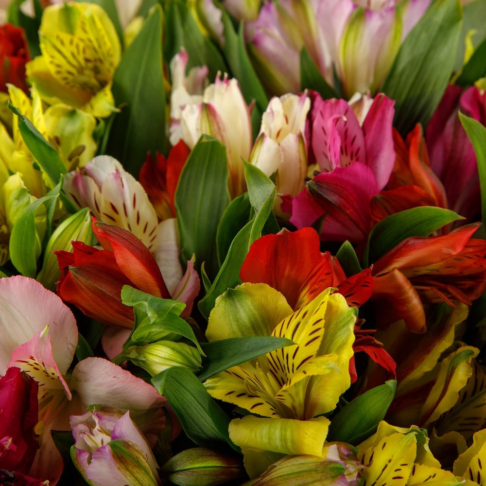 Bouquet 