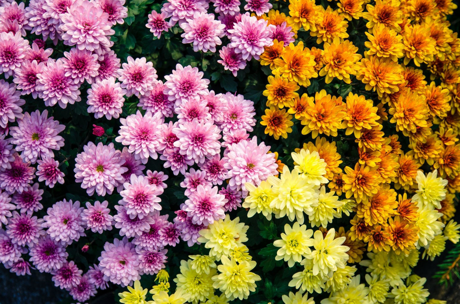 November Birth Flowers: Chrysanthemum & Peony