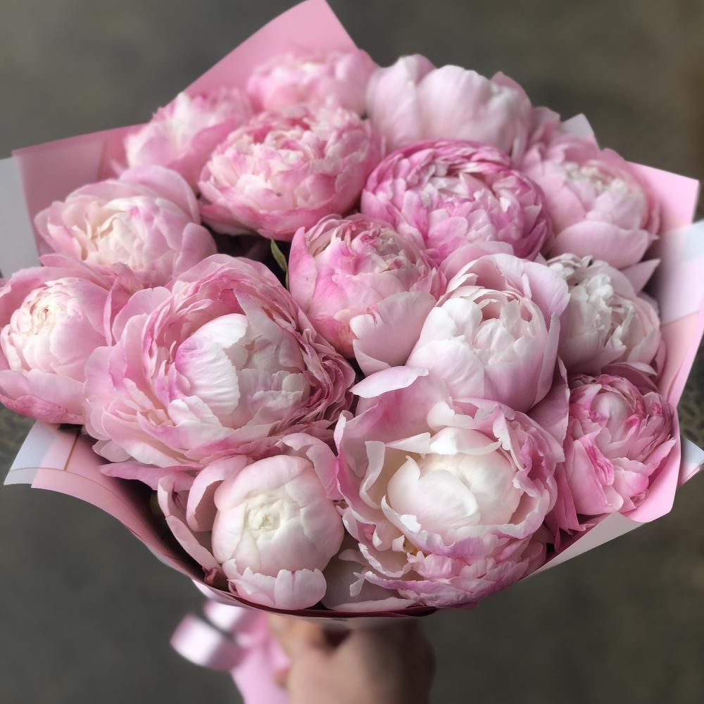 Голландские пионы. Пионы голландия. Пионы нидерланды. Голландские пионы. Kristal розовый пион голландский.