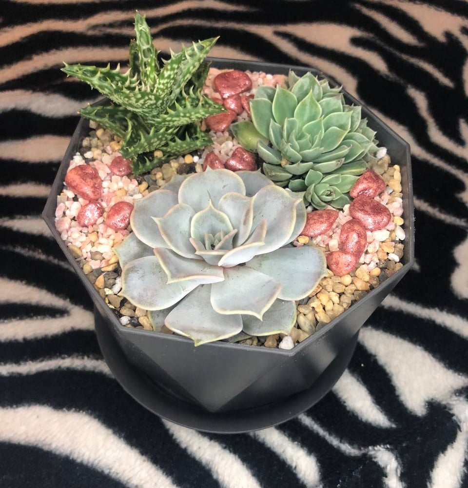Композиция суккулентов - купить с доставкой за 4 770 ₽ в Москве от ...