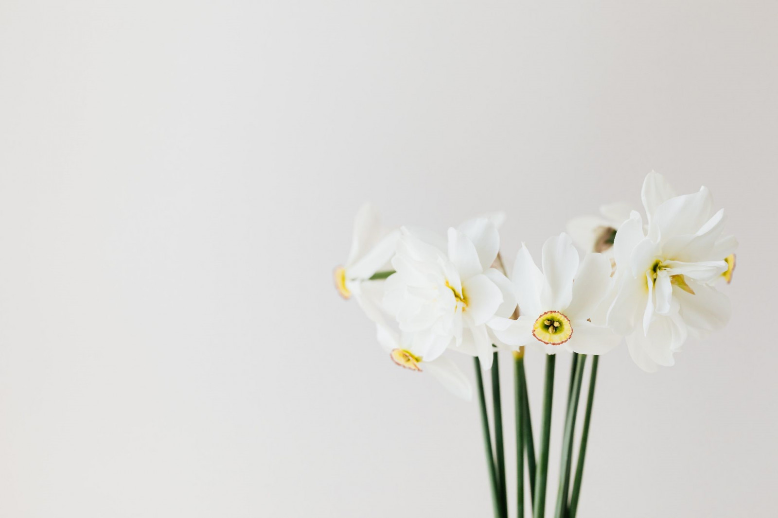 December Birth Flowers: Holly and Narcissus (Paperwhite)