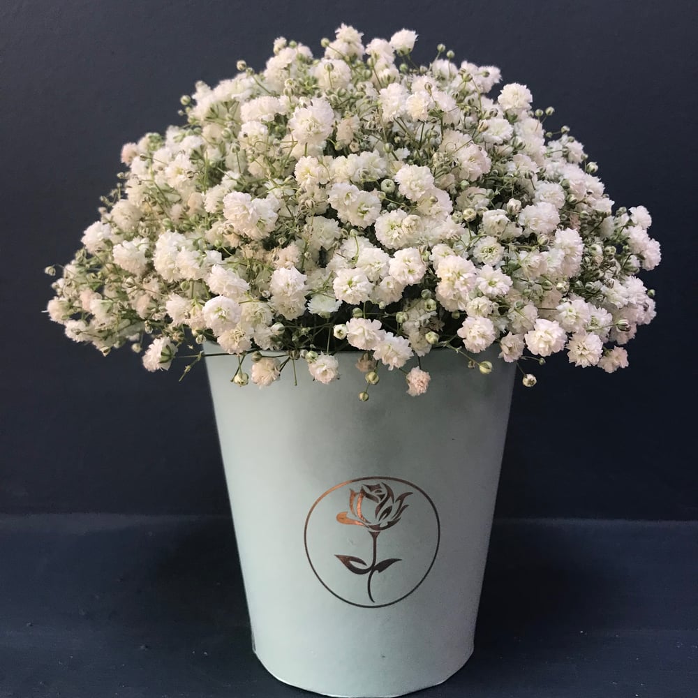 Коробка с цветами «Гипсофила в кашпо» - заказать и купить за 2 200 ₽ с ...