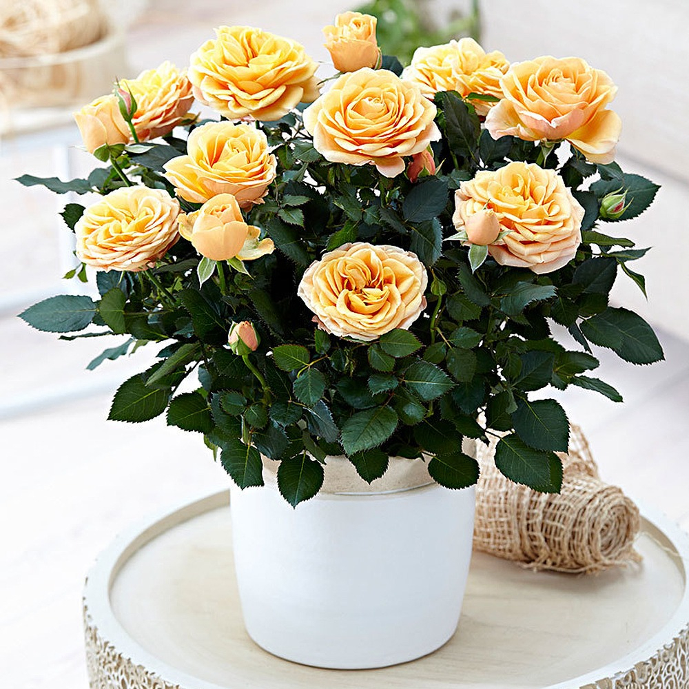 Potted Rose Plants, Gifts for Someone Special