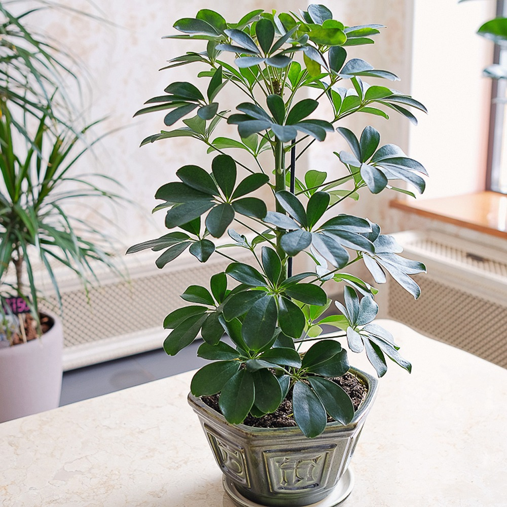 Schefflera Flowers | Order Flower Bouquets Delivery