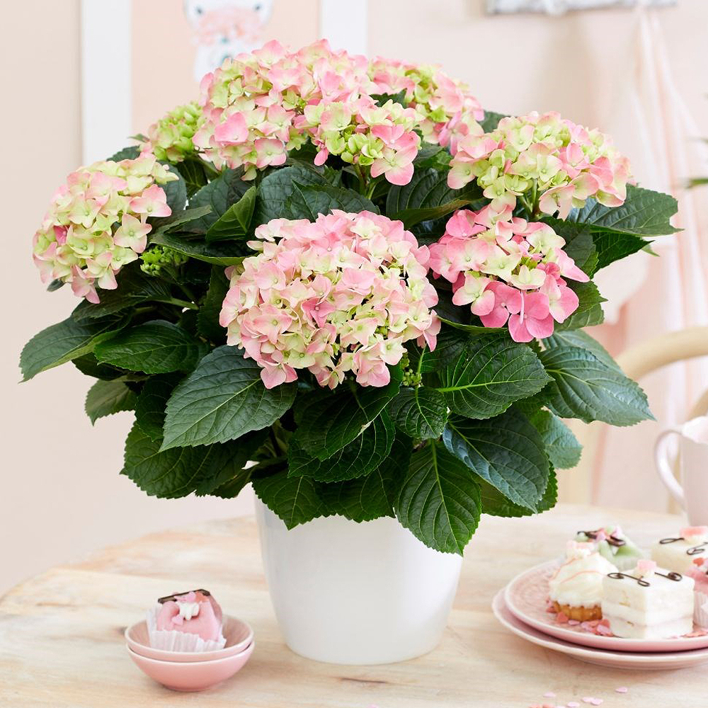 Гортензия - купить с доставкой за 3 660 ₽ в Москве от магазина ...