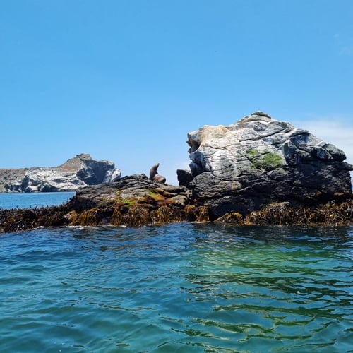 Tour Reserva Nacional Pingüino de Humboldt - 5
