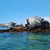 Tour Reserva Nacional Pingüino de Humboldt thumbnail 5
