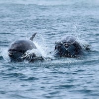 Tour Reserva Nacional Pingüino de Humboldt thumbnail 3