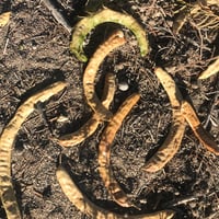 Ruta del Patrimonio Indígena en el Valle de Elqui thumbnail 4