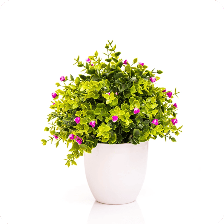 Bonsai clipping Path Services Image by Studio Metrodesk