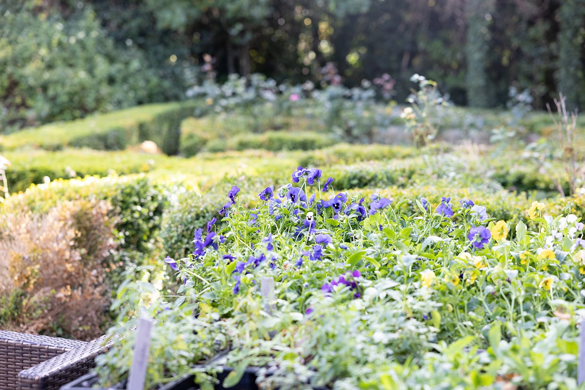 The garden at Zoe's Place