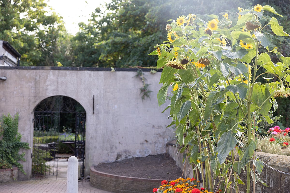 Sunflowers in the garden at Zoe's Place