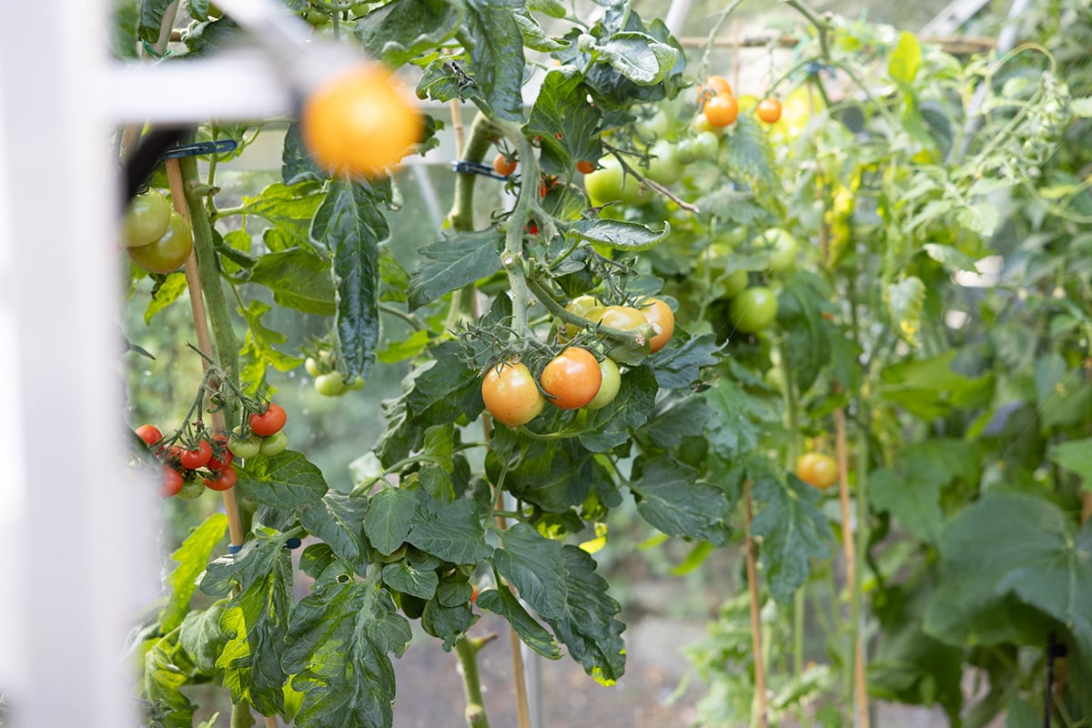 Tomatoes growing in the greenhouse at Zoe's Place