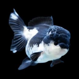 oreo_flavored_goldfish