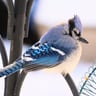 @ZeeBird