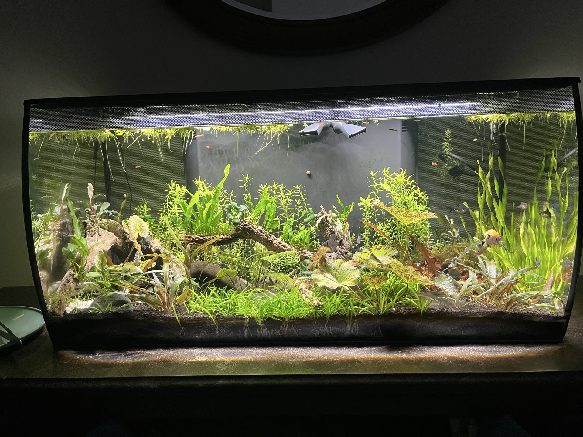 New plants and big trim!