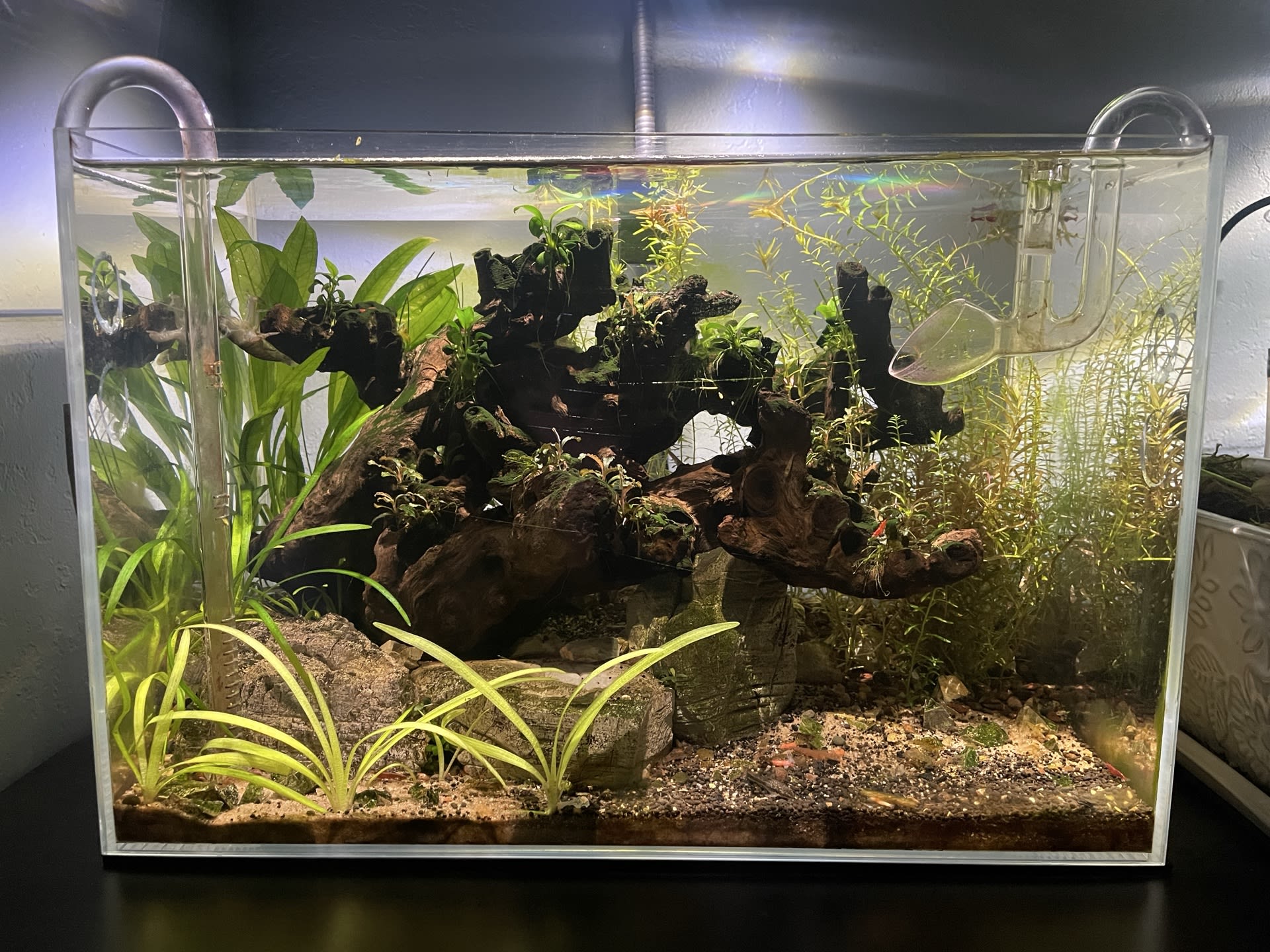 Shrimp Tree
