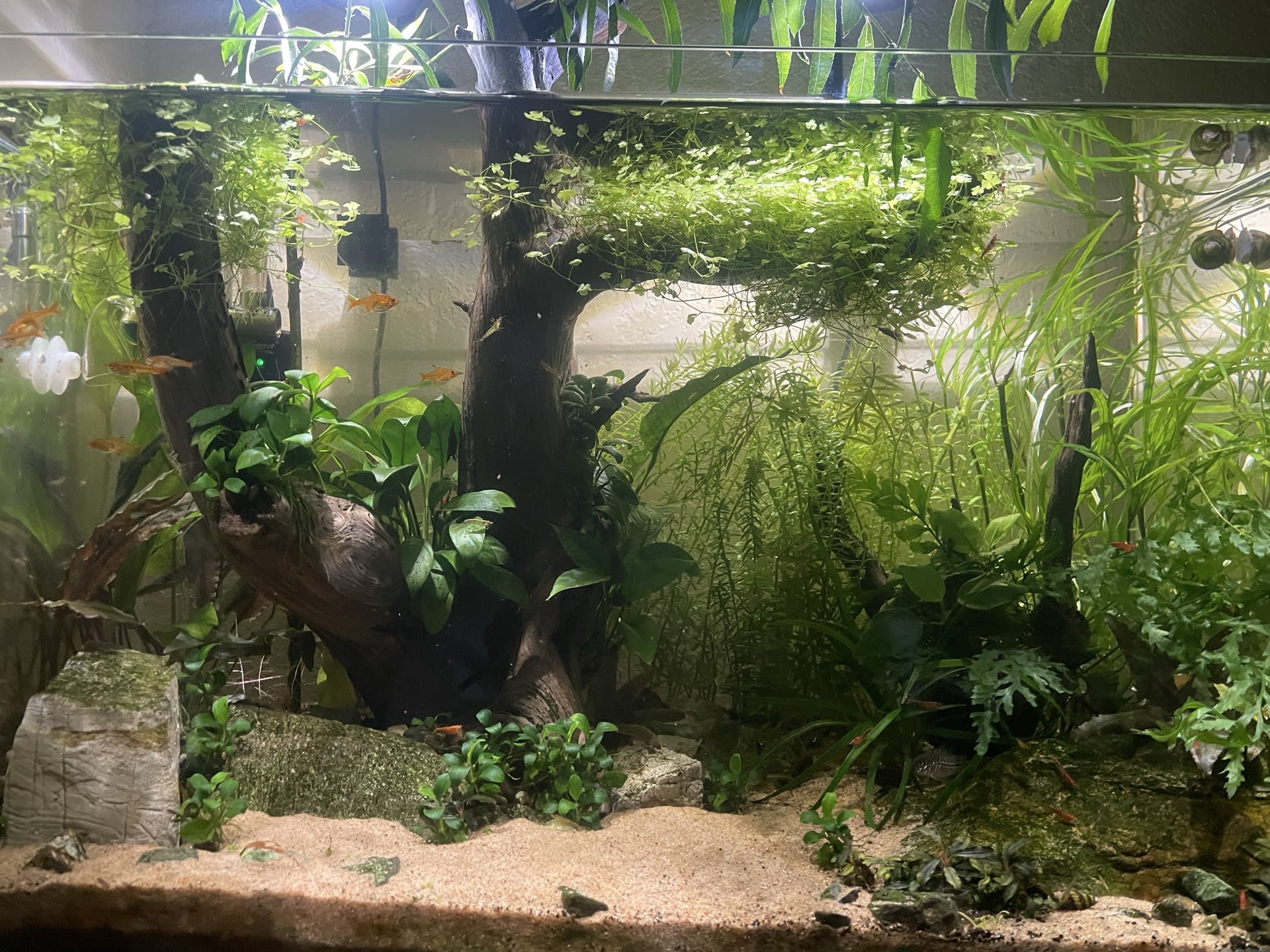 Growth Update