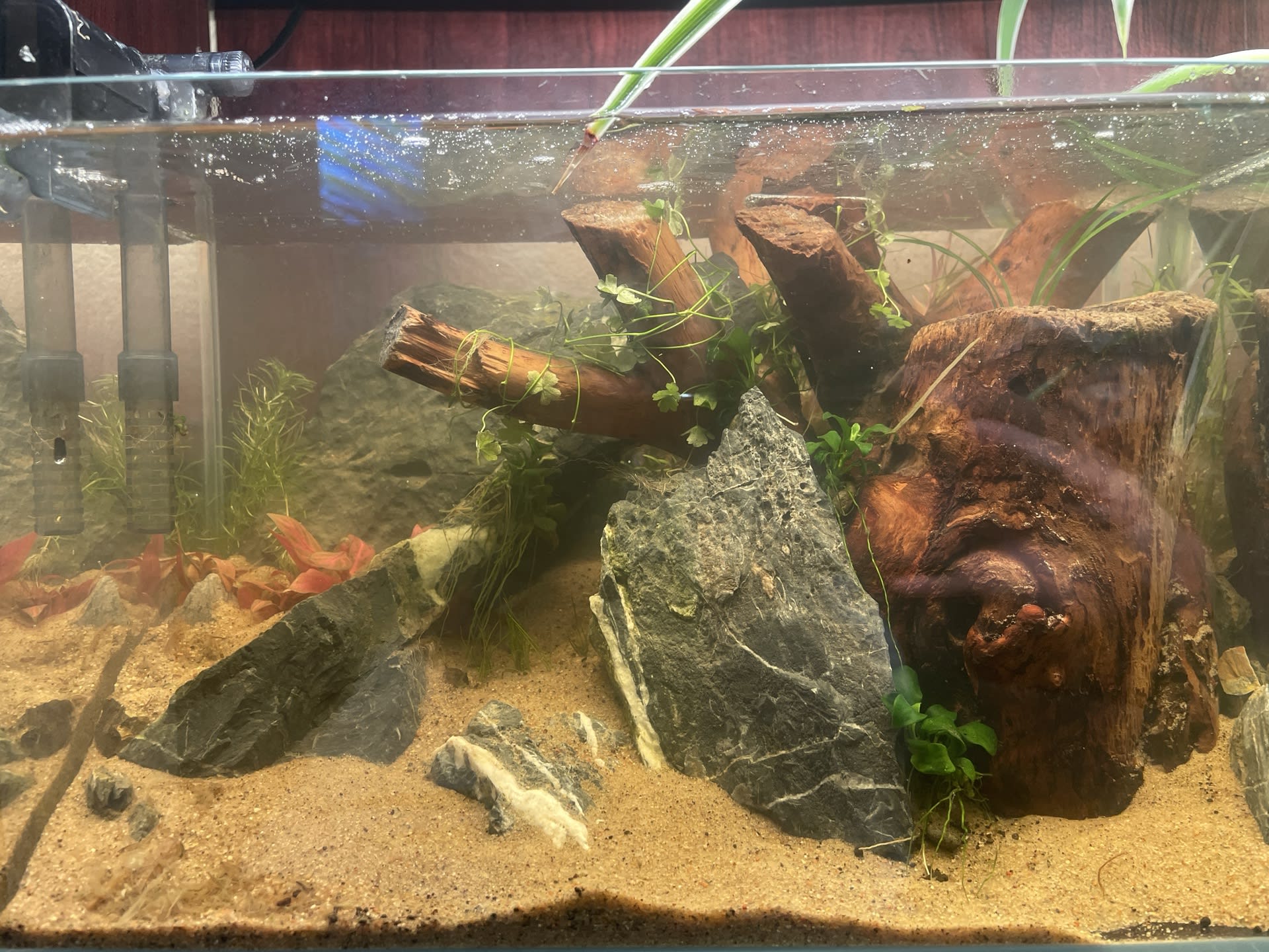 Bookshelf Shrimp Tank