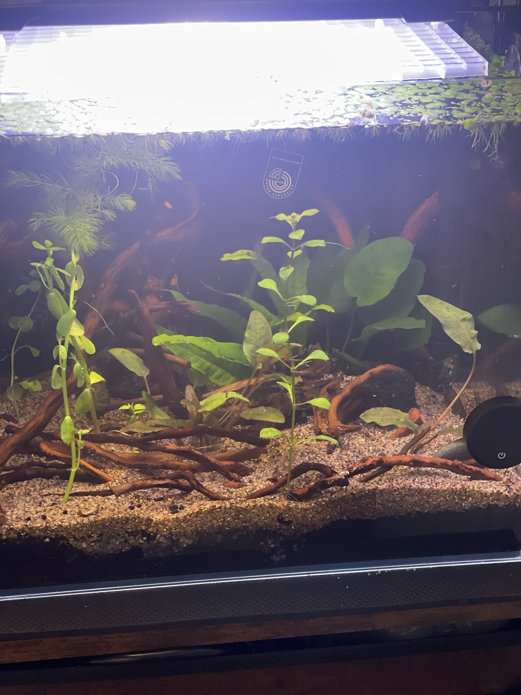 A mostly finished aquascape