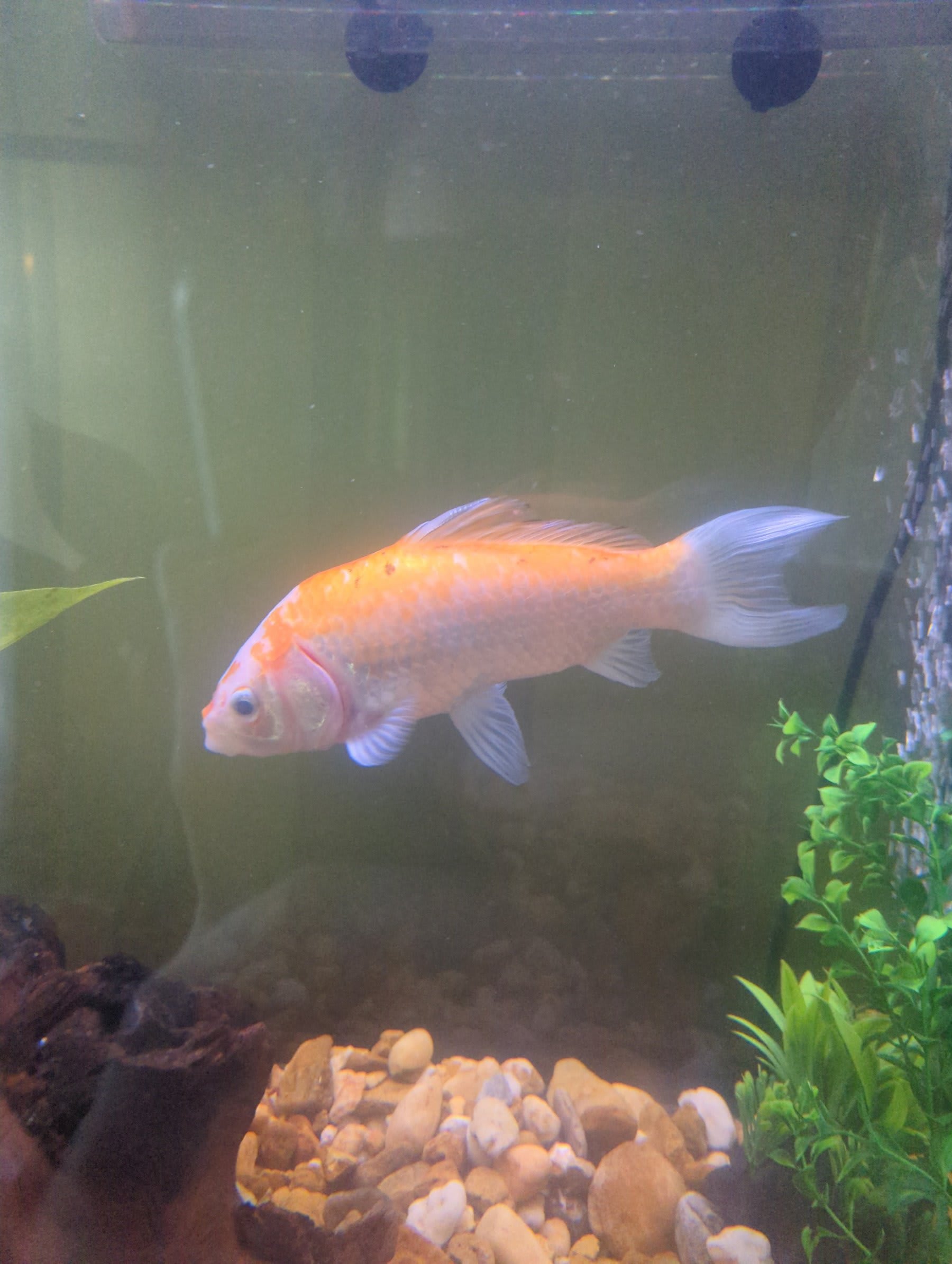 Fins getting worse while eye better