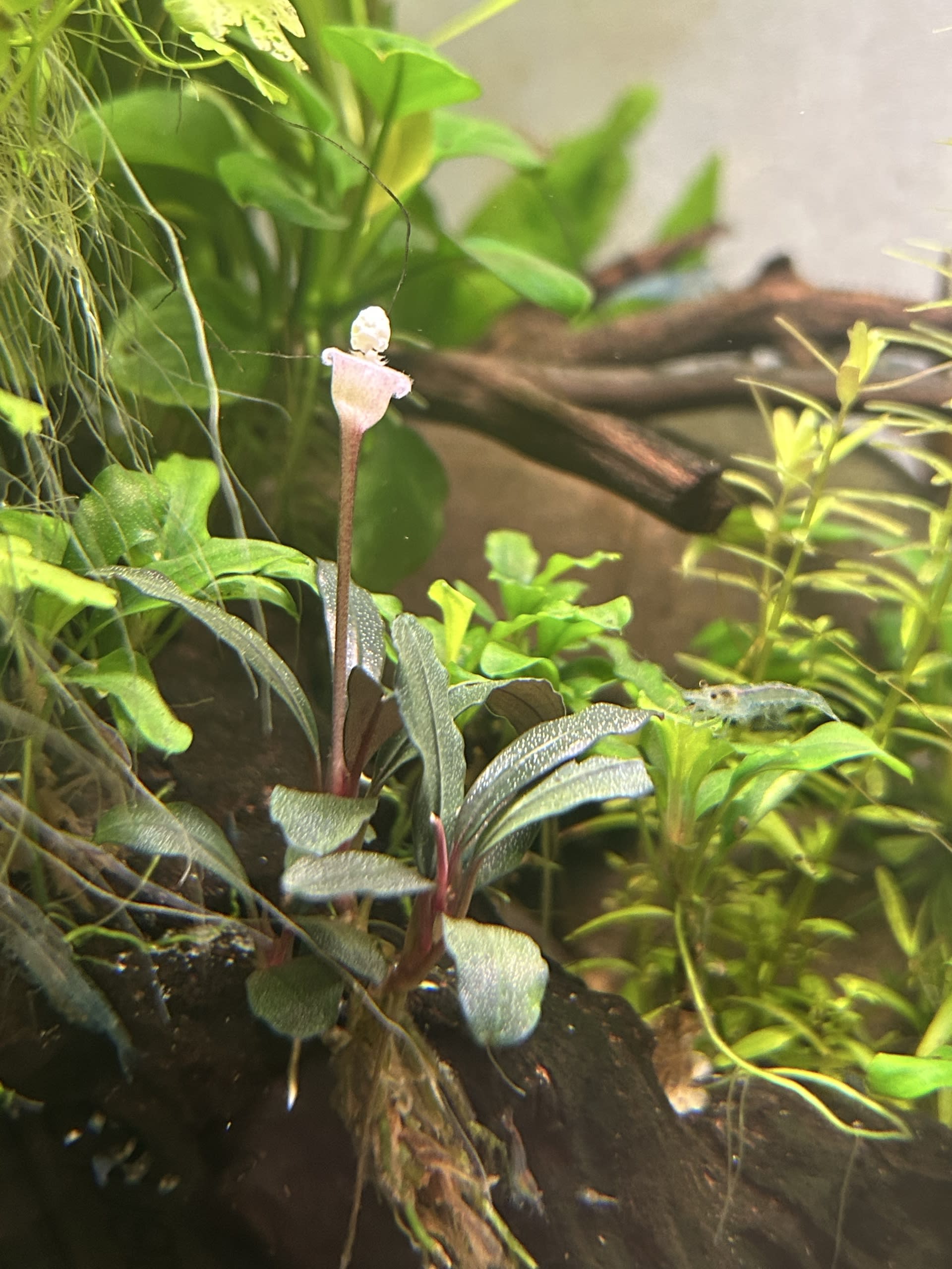 Flowering bucephalandra