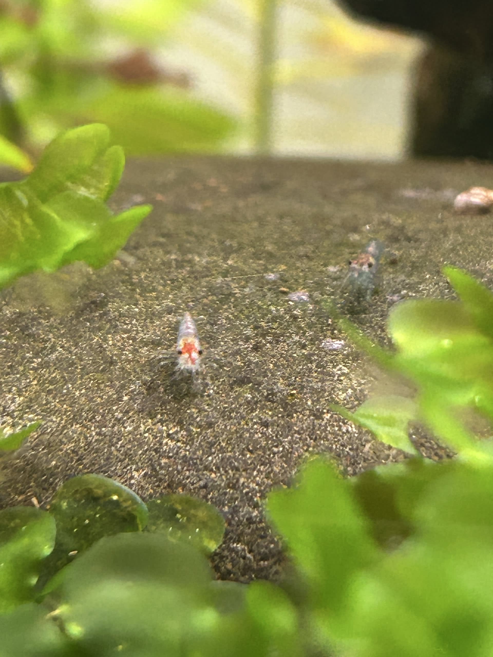 Blue-razz mutation shrimp