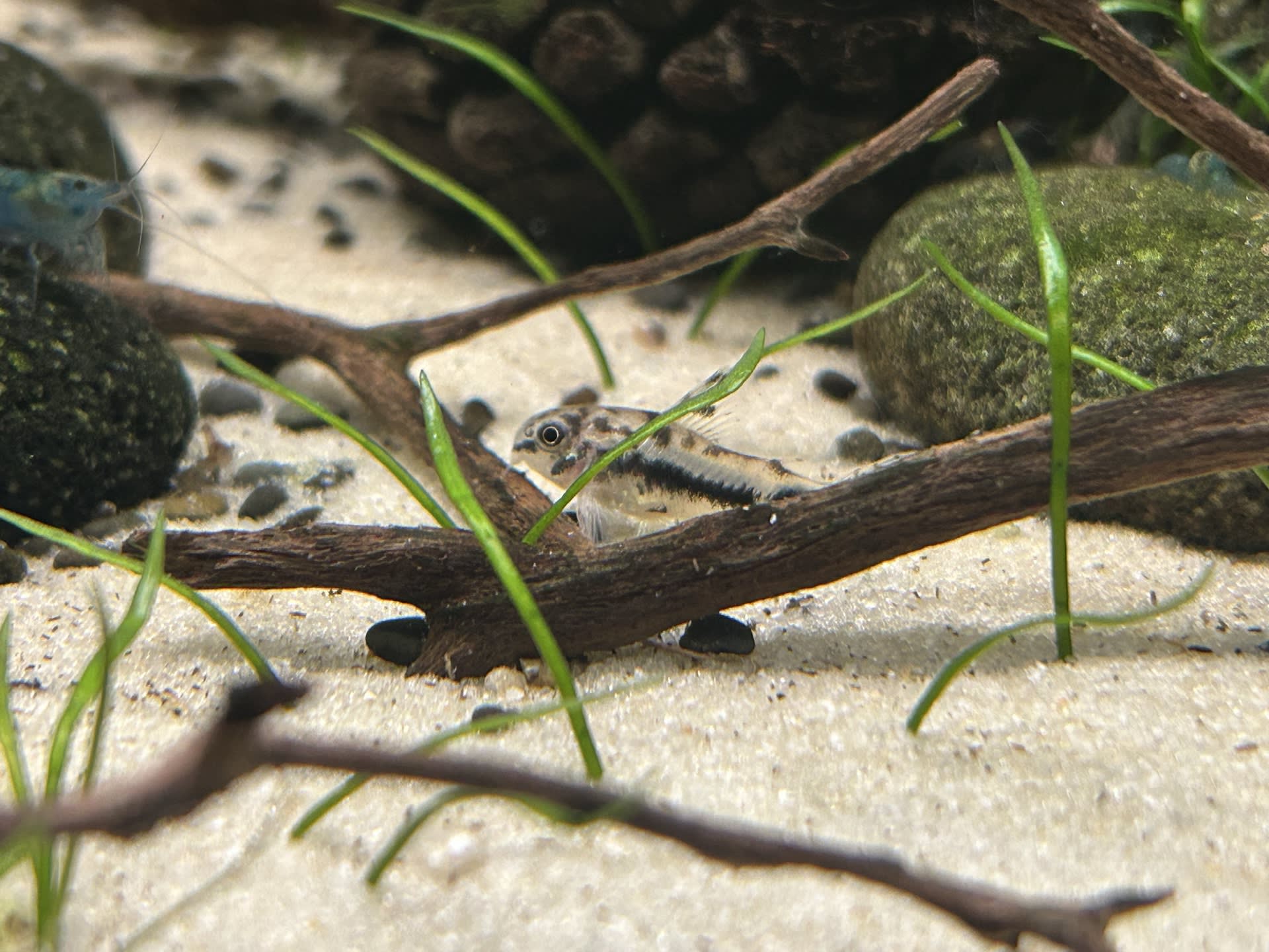 Habrosus moved in