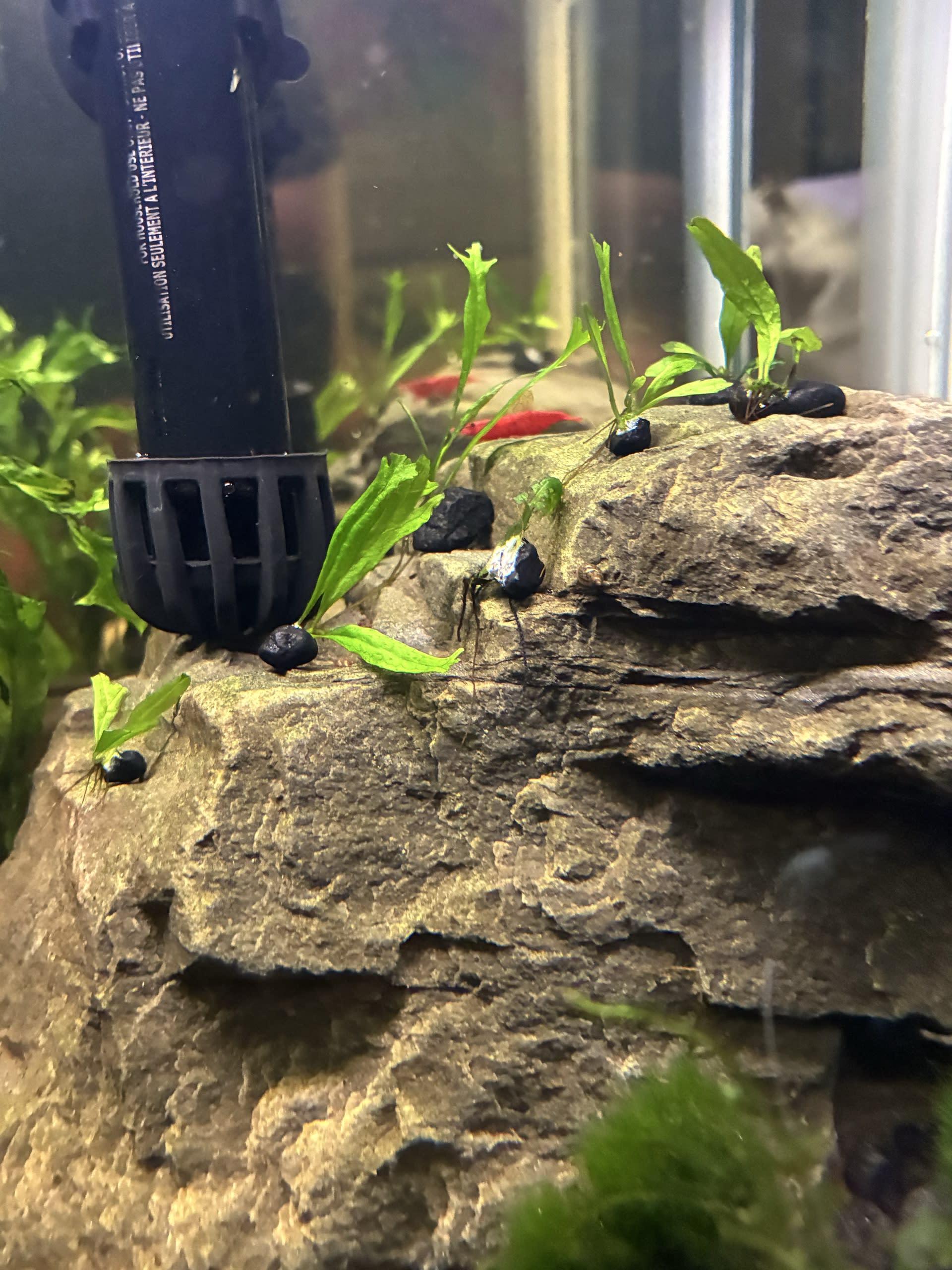 So many baby plants!!