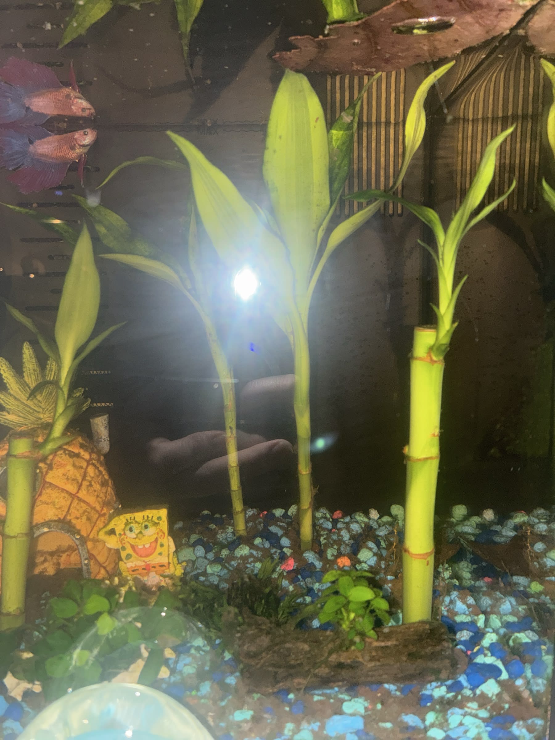 Permanent plants in Kai’s tank