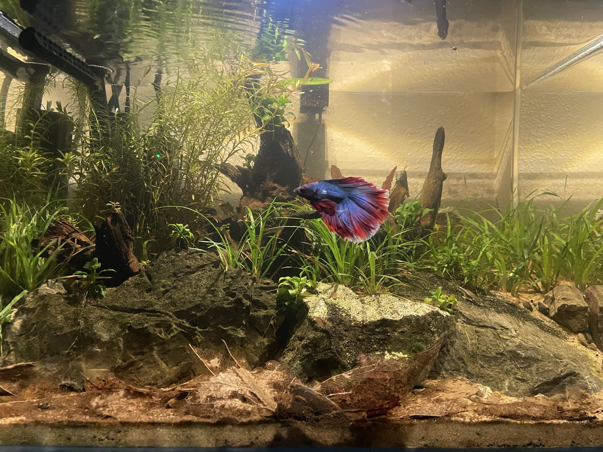 Bobby II Hunting