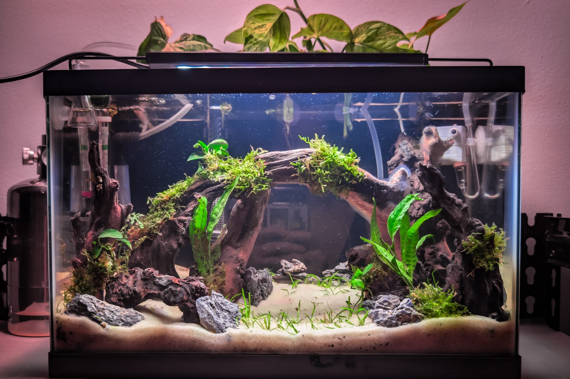 Oasis