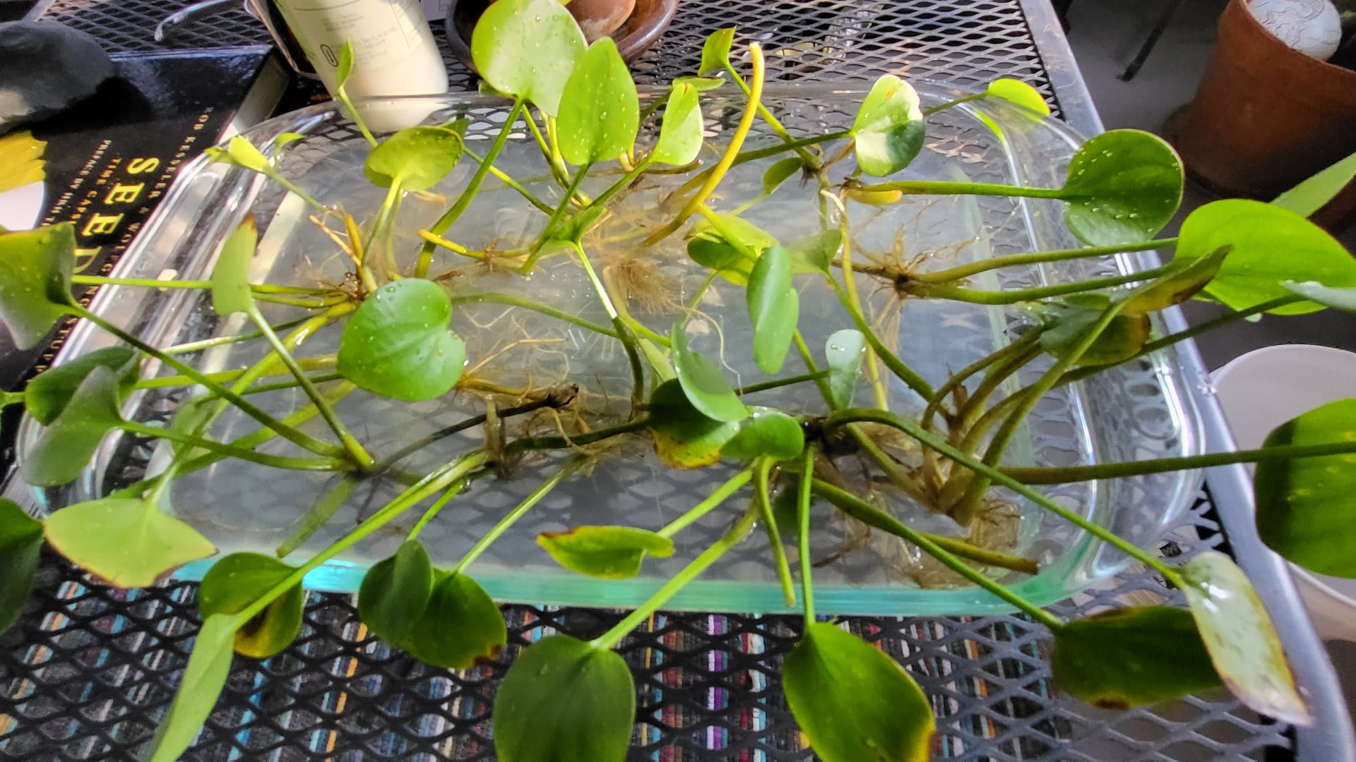 Frogbit is Here