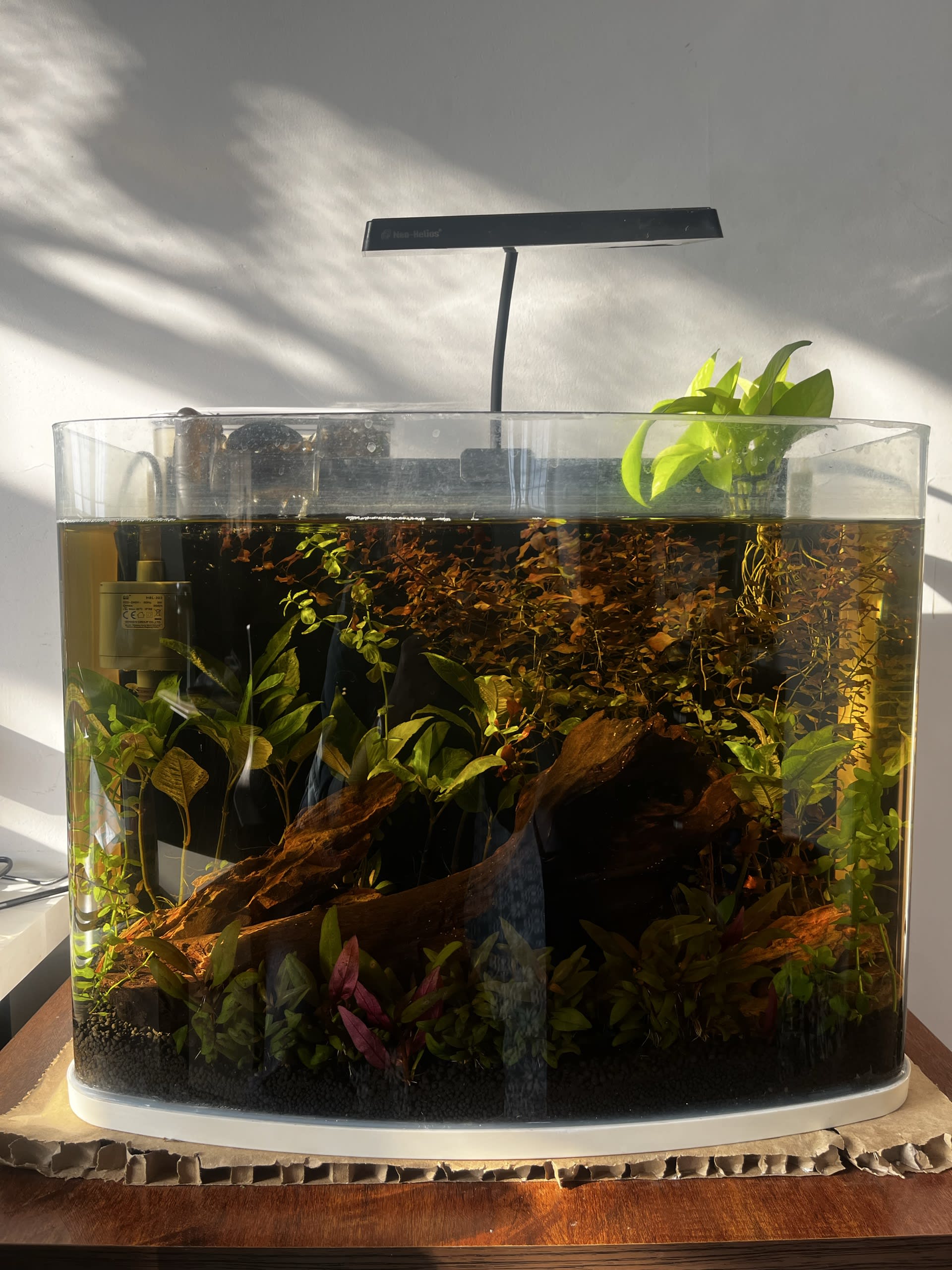 Scape in natural light 💚