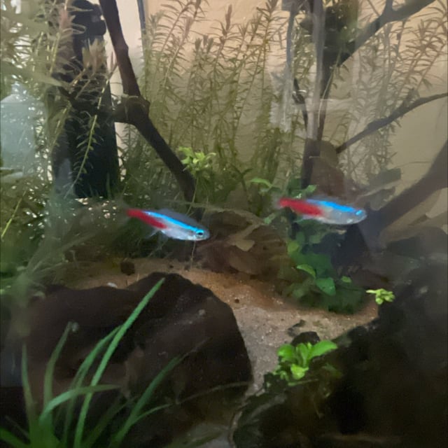 Neon Tetra