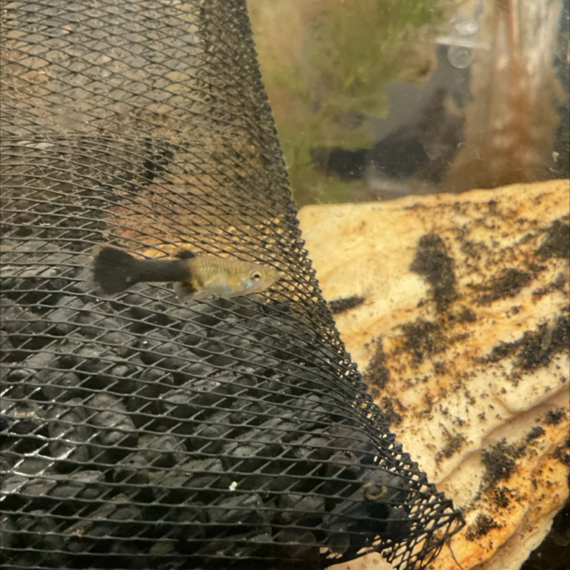 Guppy