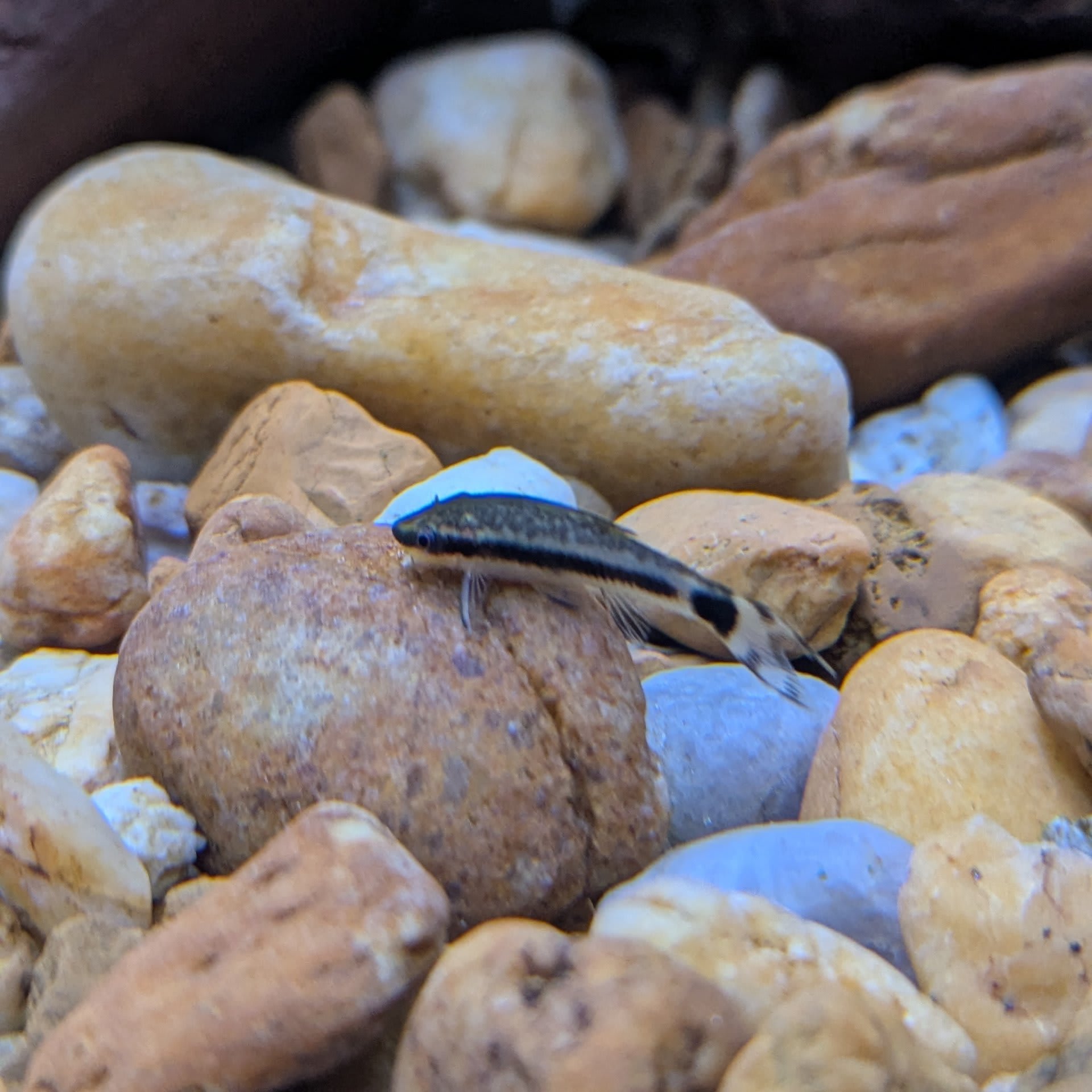 Otocinclus