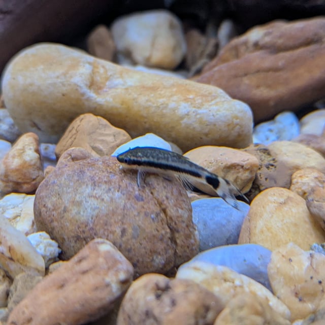 Otocinclus