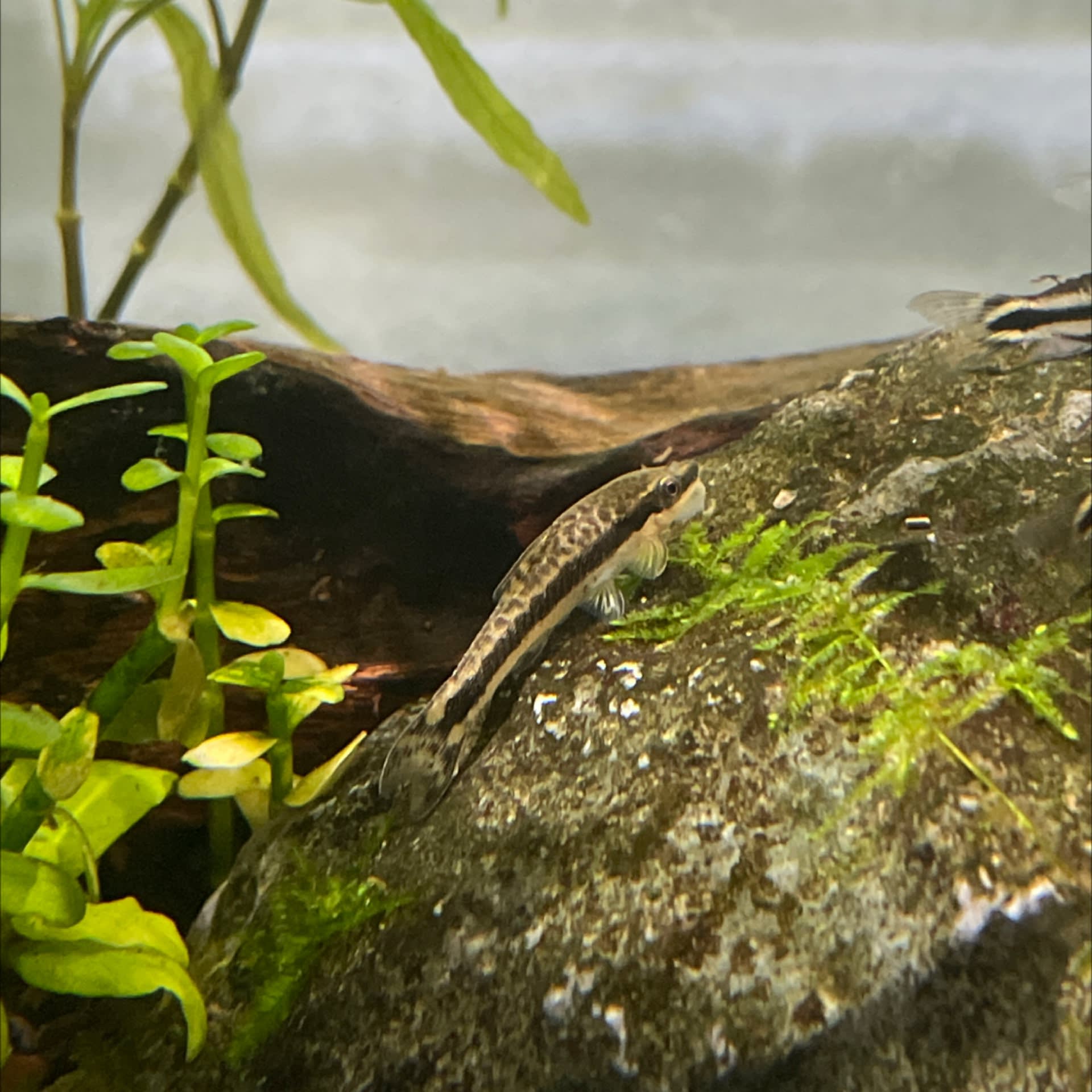 Otocinclus